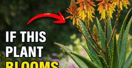 640685046 1478669943651700 843209386465738769 n