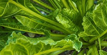 656959801 1501390918046269 4693835154462807983 n