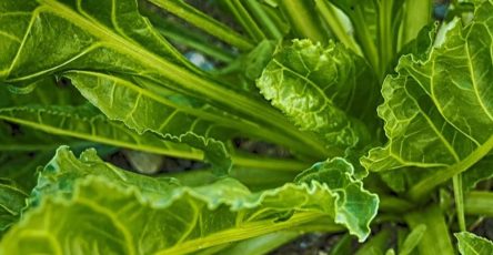 656959801 1501390918046269 4693835154462807983 n