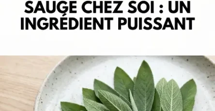 7 choses que vous pouvez faire si vous avez de la sauge a la maison.jpg