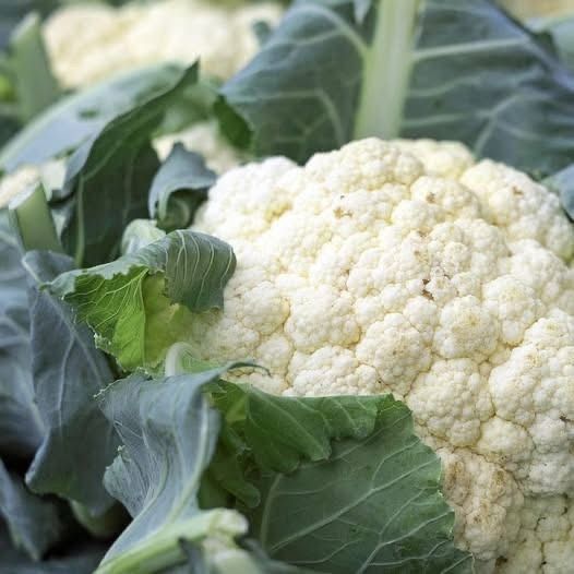 WhatsApp Image 2026 03 16 at 04.20.18