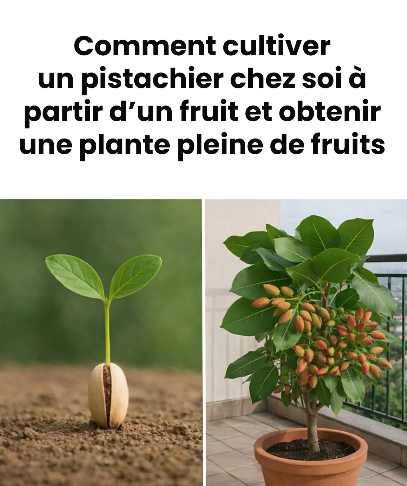 Apprenez comment faire germer et cultiver facilement des pistaches en pots.jpeg