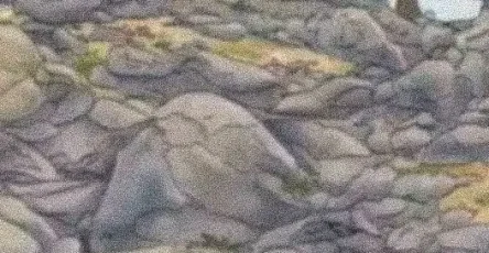 Illusion doptique deroutante saurez vous trouver le chien cache dans cette image.jpg