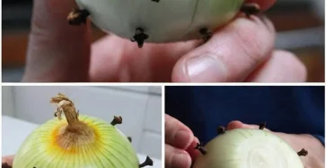 Lastuce surprenante qui consiste a piquer des clous de girofle dans un oignon.jpg
