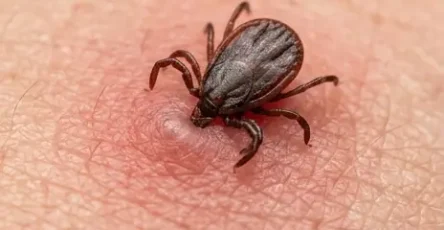 Maladie de lyme causes traitements et prevention.jpg