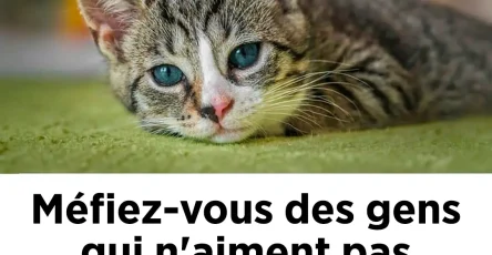 Mefiez vous des gens qui naiment pas les chats.jpg