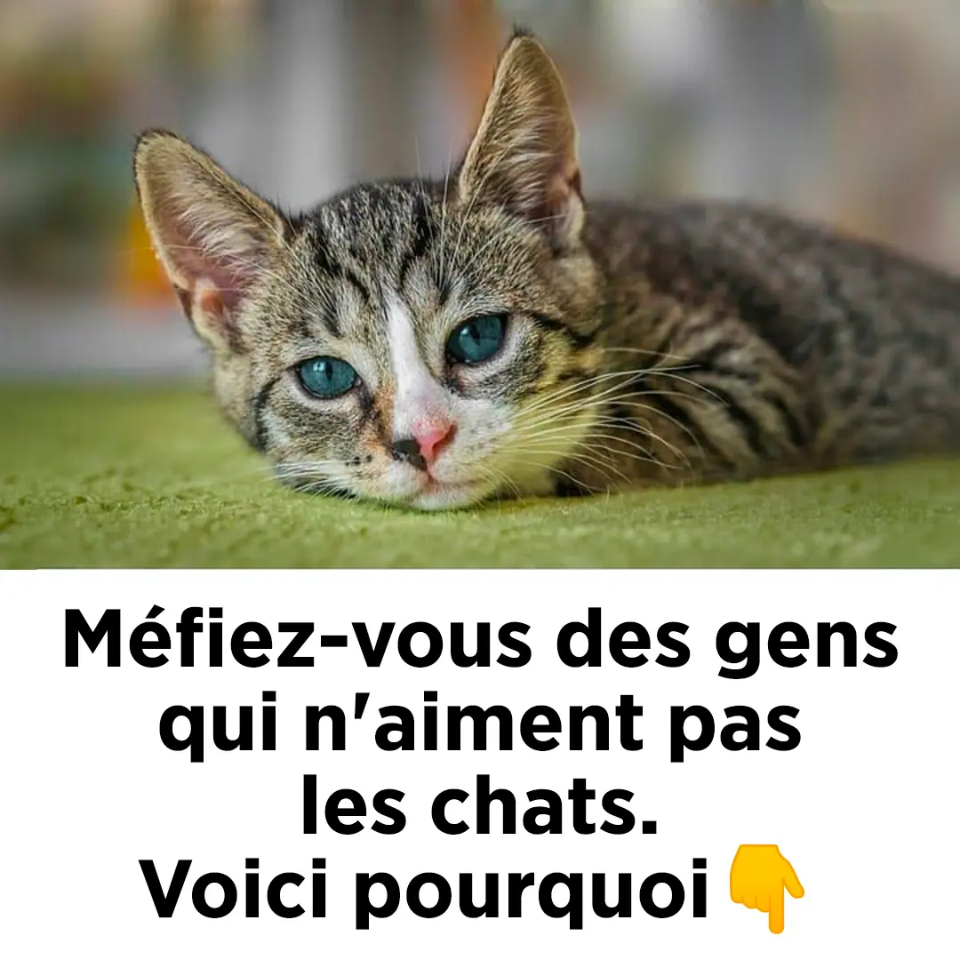 Mefiez vous des gens qui naiment pas les chats.jpg