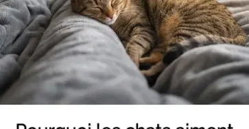 Pourquoi les chats aiment dormir a nos pieds une habitude qui cache bien des choses.jpg