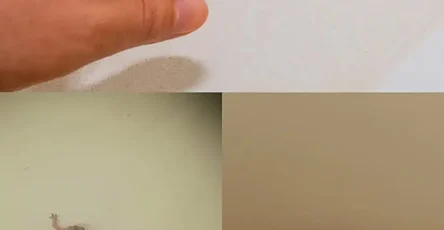 Saviez vous que la visite dun lezard a une signification profonde.jpg