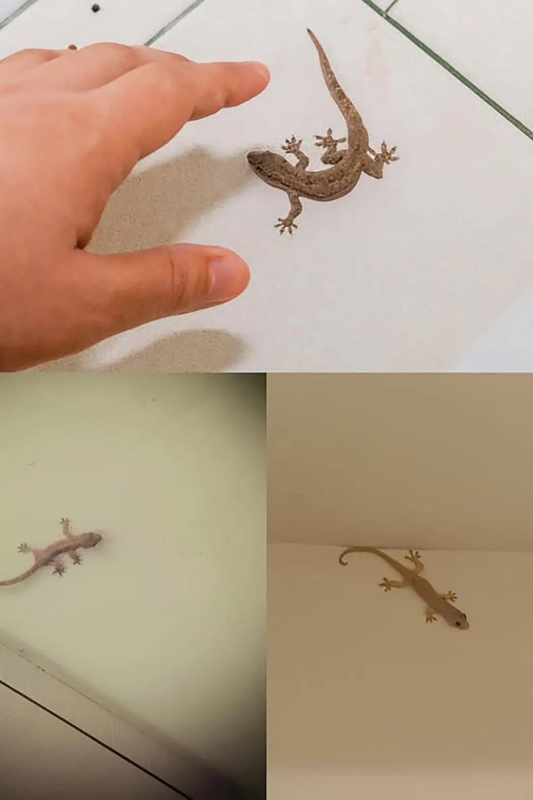 Saviez vous que la visite dun lezard a une signification profonde.jpg