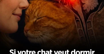 Si votre chat veut dormir dans votre lit la raison pourrait vous surprendre 1.jpg