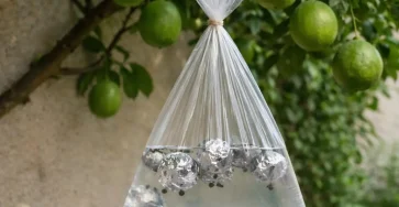 Suspendre un sac deau a une branche un effet curieux.jpg