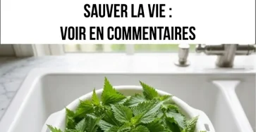 Tout le monde arrache cette plante la prenant pour une mauvaise herbe voici tous ses bienfaits.jpeg