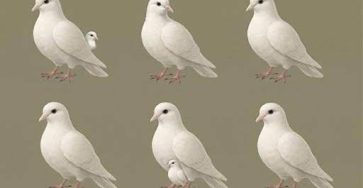 660297152 122098498916847961 6629534171136718912 n