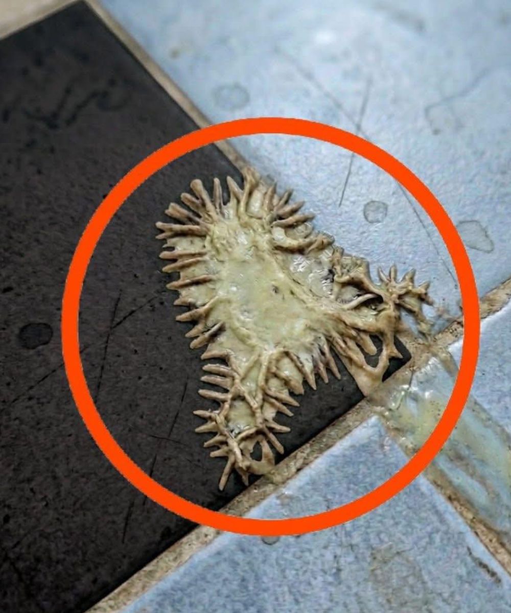 672670487 1519826706202690 981240389608482748 n