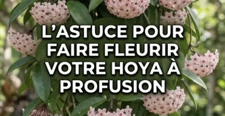 Comment faire fleurir une hoya fleur de cire pour obtenir des centaines de fleurs.jpg